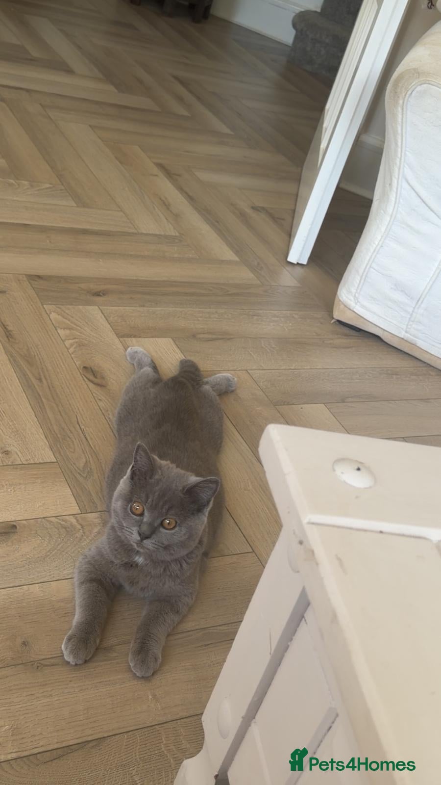 British Shorthair cats British shorthair  - Advert 4