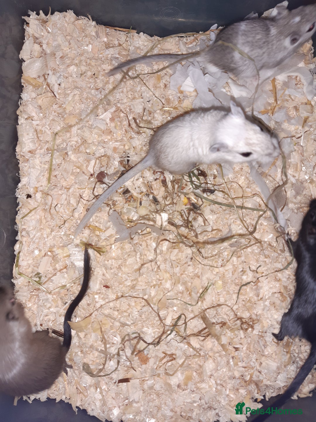 Gerbil rodents for sale: Super friendly gerbils from hobby breeder  - Advert 26
