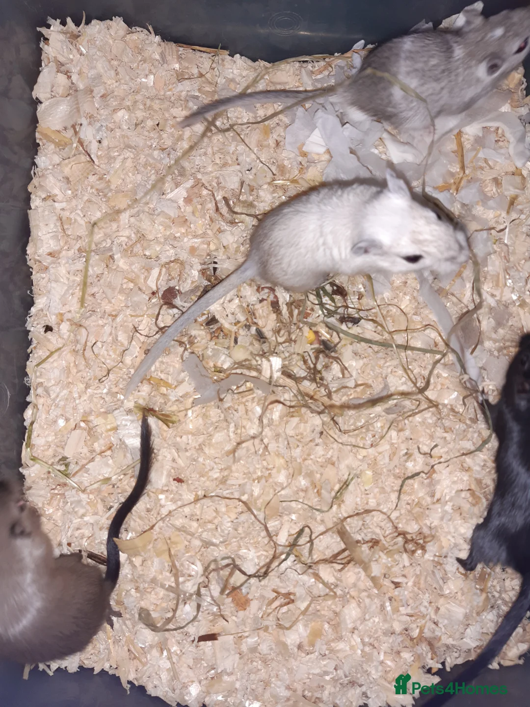 Gerbil rodents for sale: Super friendly gerbils from hobby breeder  - Advert 26