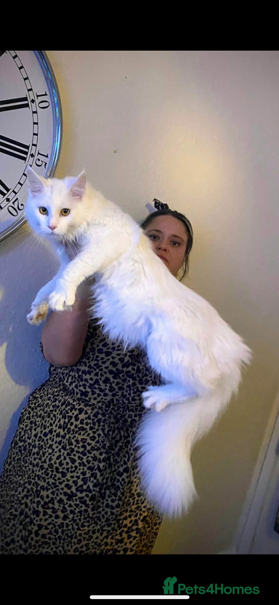 Maine Coon cats 1/2 mainecoon kittens  - Advert 1