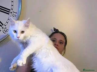 Maine Coon cats 1/2 mainecoon kittens - Advert 1