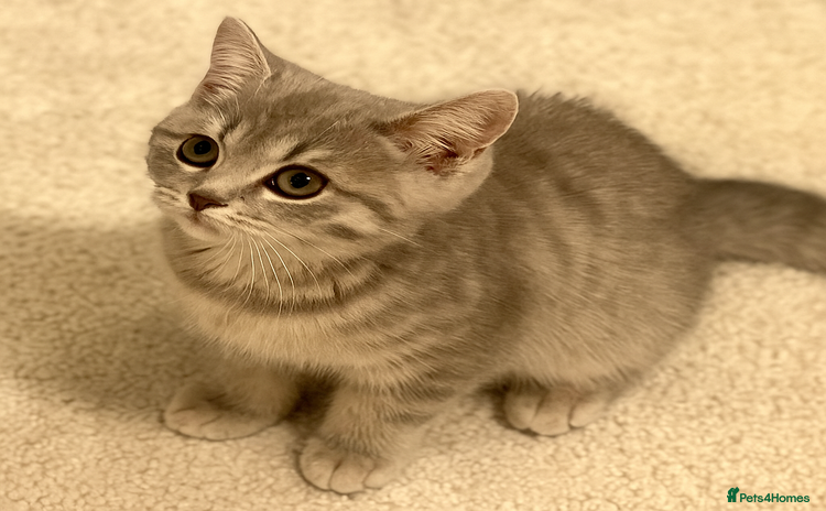 British Shorthair cats - Advert 5