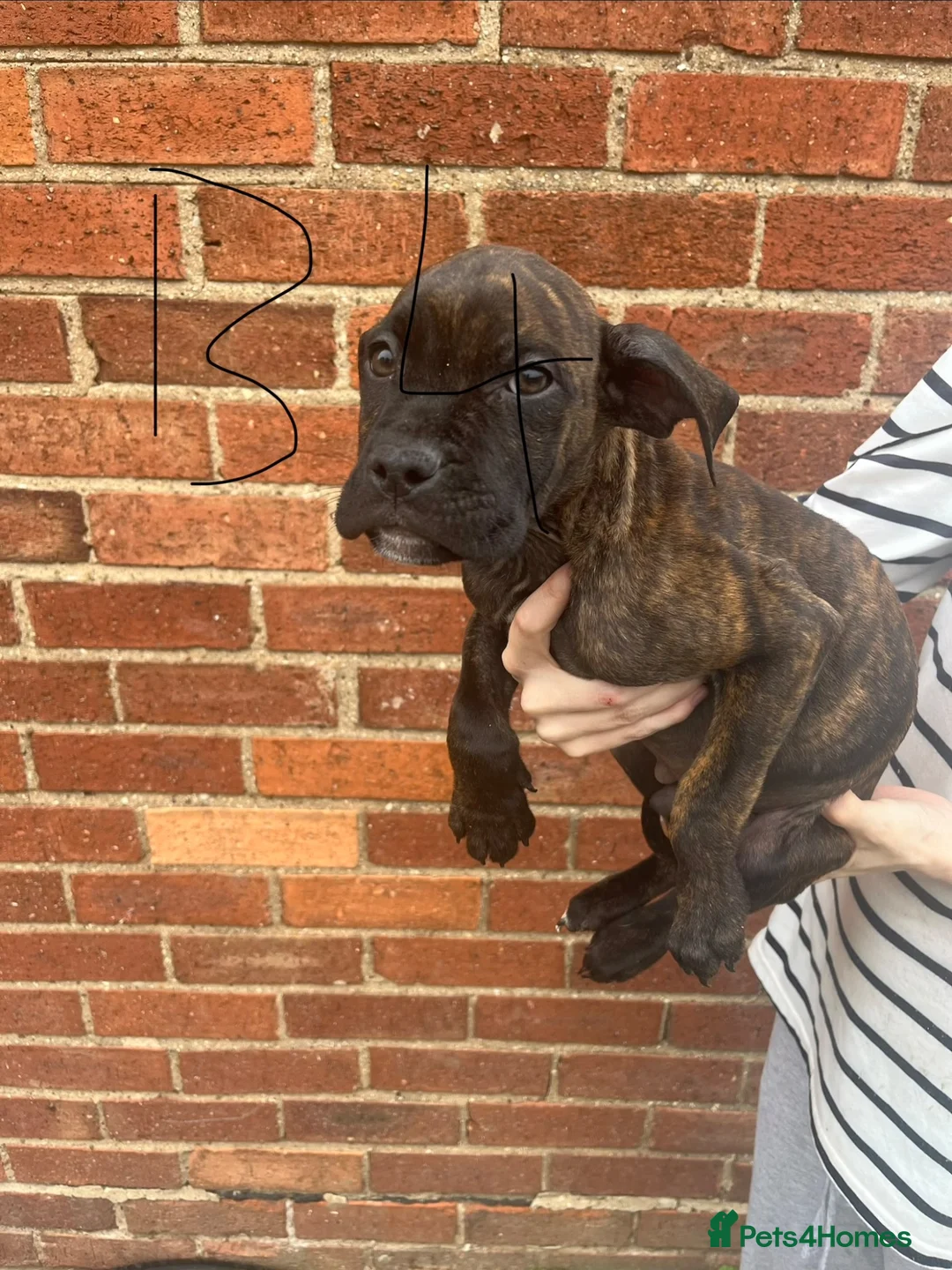Cane Corso dogs for sale: Cane corso cross bully  - Advert 1