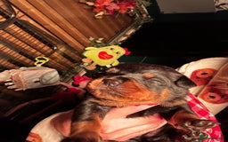 Rottweiler dogs for sale: Rottweiler puppies  - Image 8