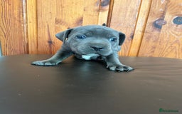 Mixed Breed dogs for sale: Four cane Corso and staff bullterrier mix.  - Image 2