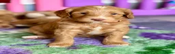 Australian Labradoodle dogs for sale: Fantastic breeding! Canadian & Australian lines - Advert 22
