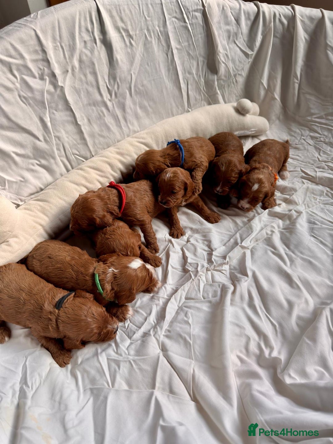 Cavapoo dogs for sale: Cavapoo Puppies-Perfect Family Companions - Advert 13