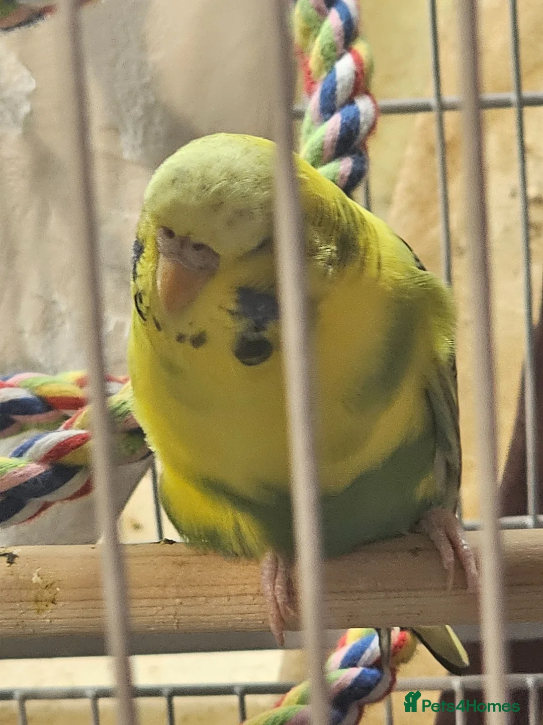 Budgerigars birds for sale: Budgie called penny plus cage toys and food  in Banbury - Advert 4