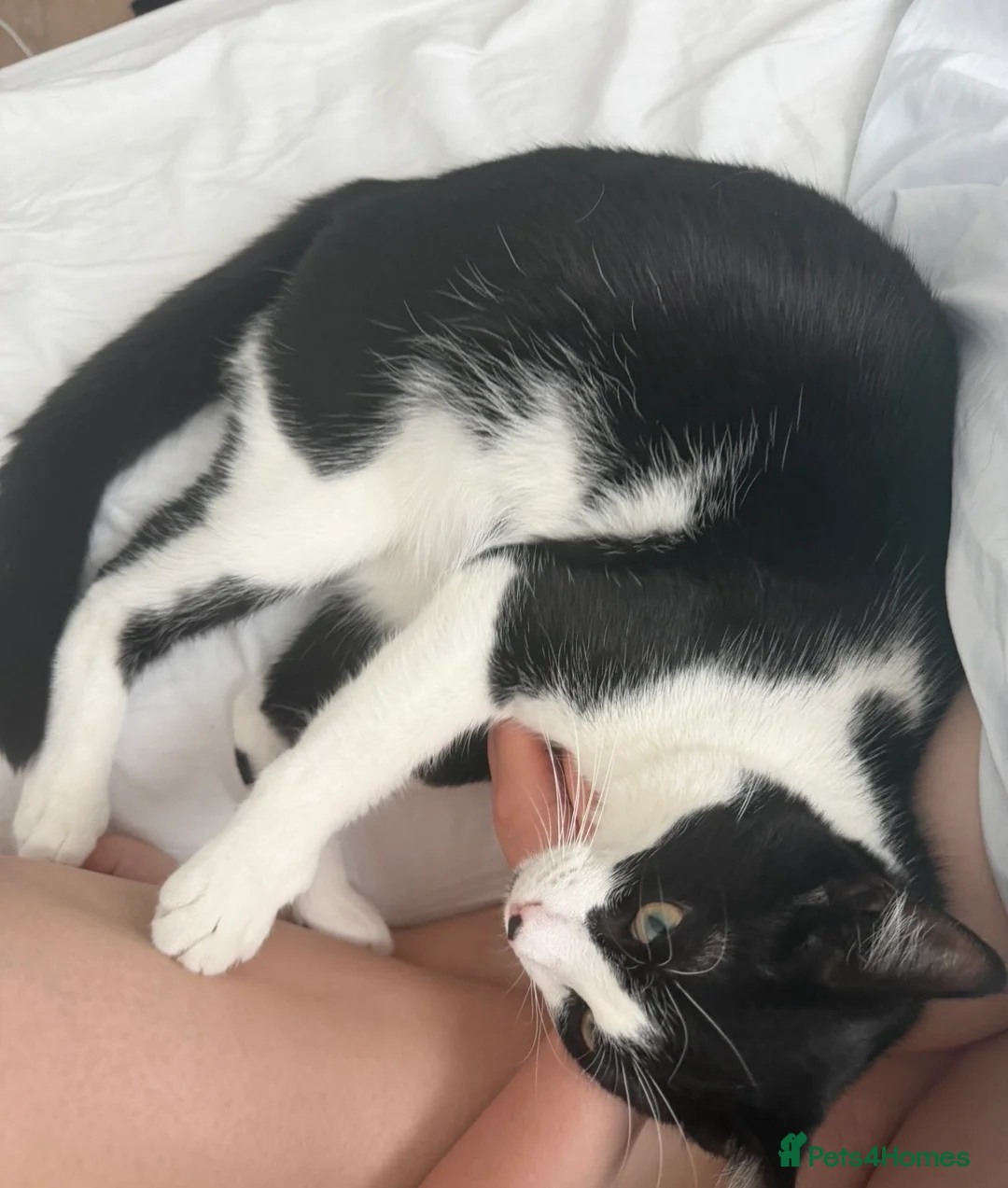 Mixed Breed cats for sale: Adorable Tuxedo Boy Cat in London - Advert 6