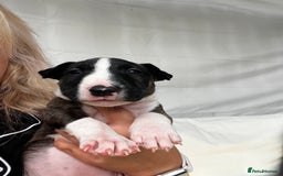 English Bull Terrier dogs for sale: Janineabullz bull terriers beautiful litter  - Image 23