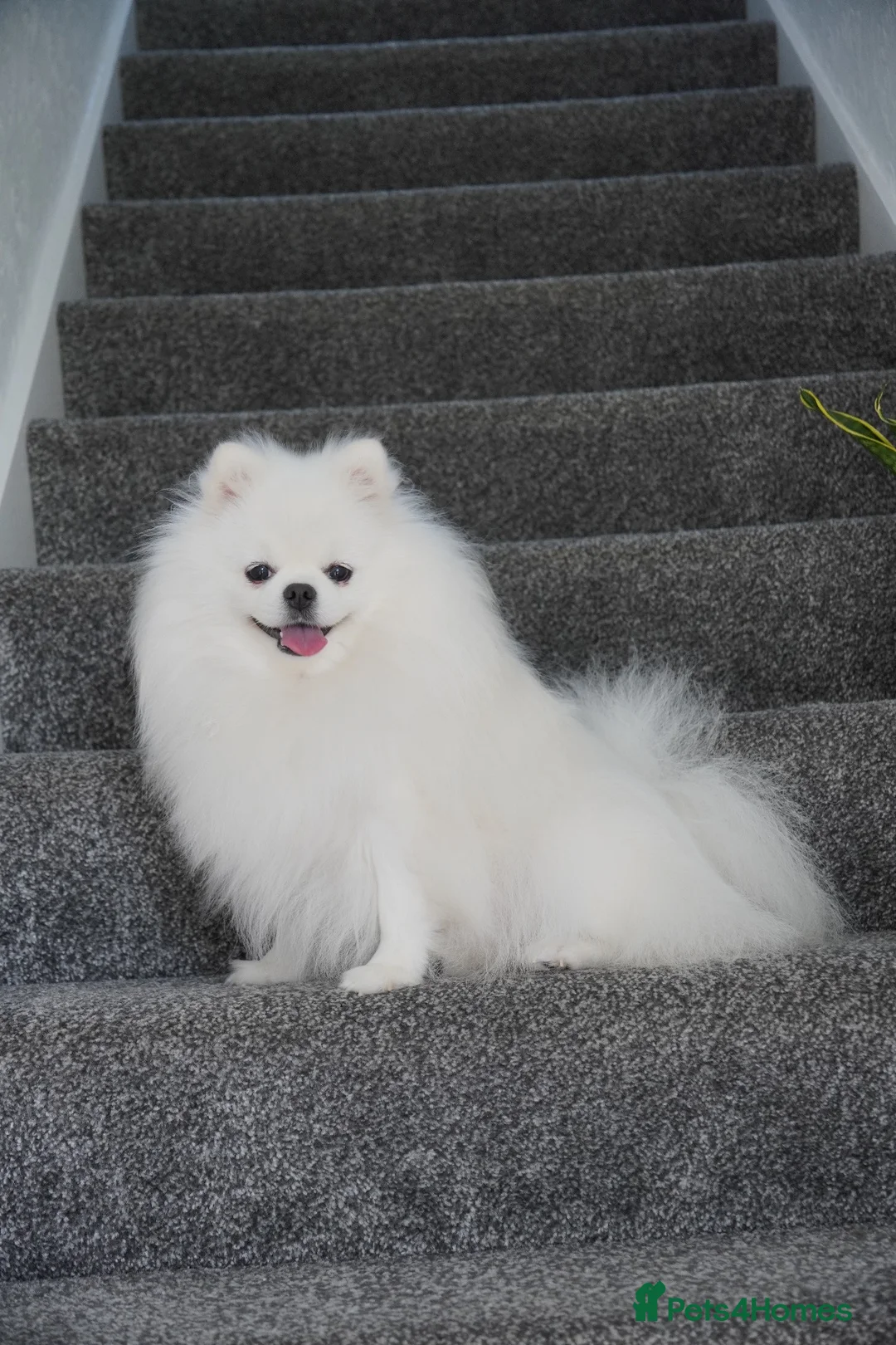 Pomeranian dogs for sale: Two Lovely Pomeranians Looking for a New Home - Advert 5