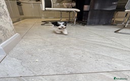 Biewer Terrier dogs for sale: Yorkshire terrier biewer  - Image 2