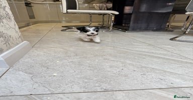 Biewer Terrier dogs - Advert 11