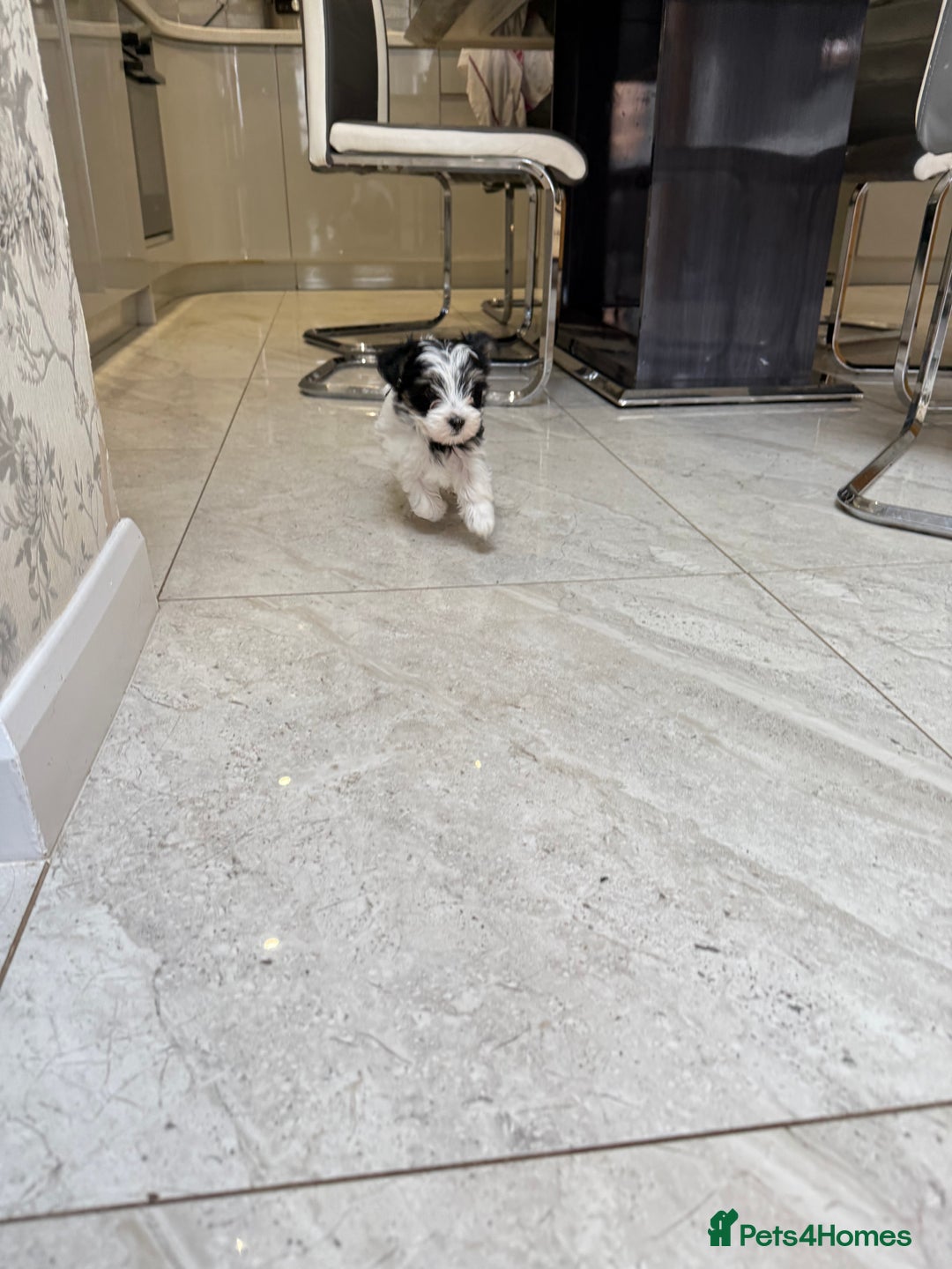 Biewer Terrier dogs for sale: Yorkshire terrier biewer  - Image 2