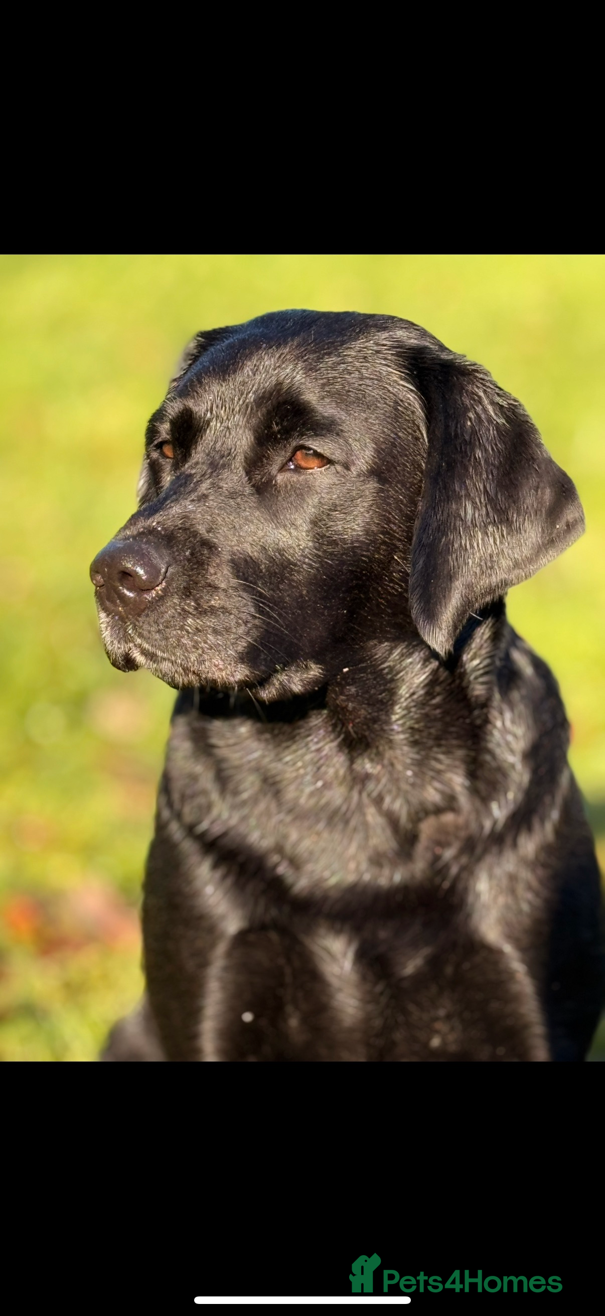 Labrador Retriever dogs Beautiful litter of Labrador puppies for sale - Advert 14