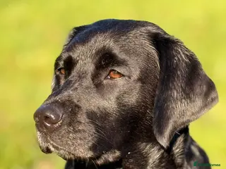 Labrador Retriever dogs Beautiful litter of Labrador puppies for sale - Advert 14