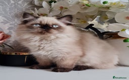 Persian cats for sale: Himalayen persian kittens last boy ready now - Image 7