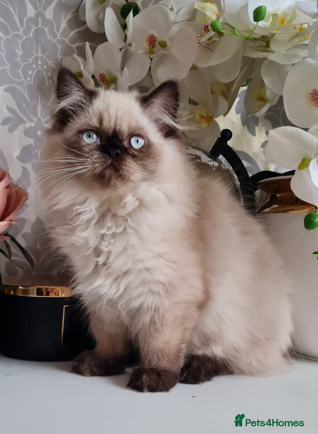 Persian cats for sale: Himalayen persian kittens last boy ready now - Image 7