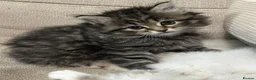 Siberian cats for sale: Your Perfect Siberian Forest Kitten Awaits in Bristol - Advert 7