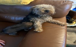 Lakeland Terrier dogs for sale: Boy lakeland terrier  - Image 4