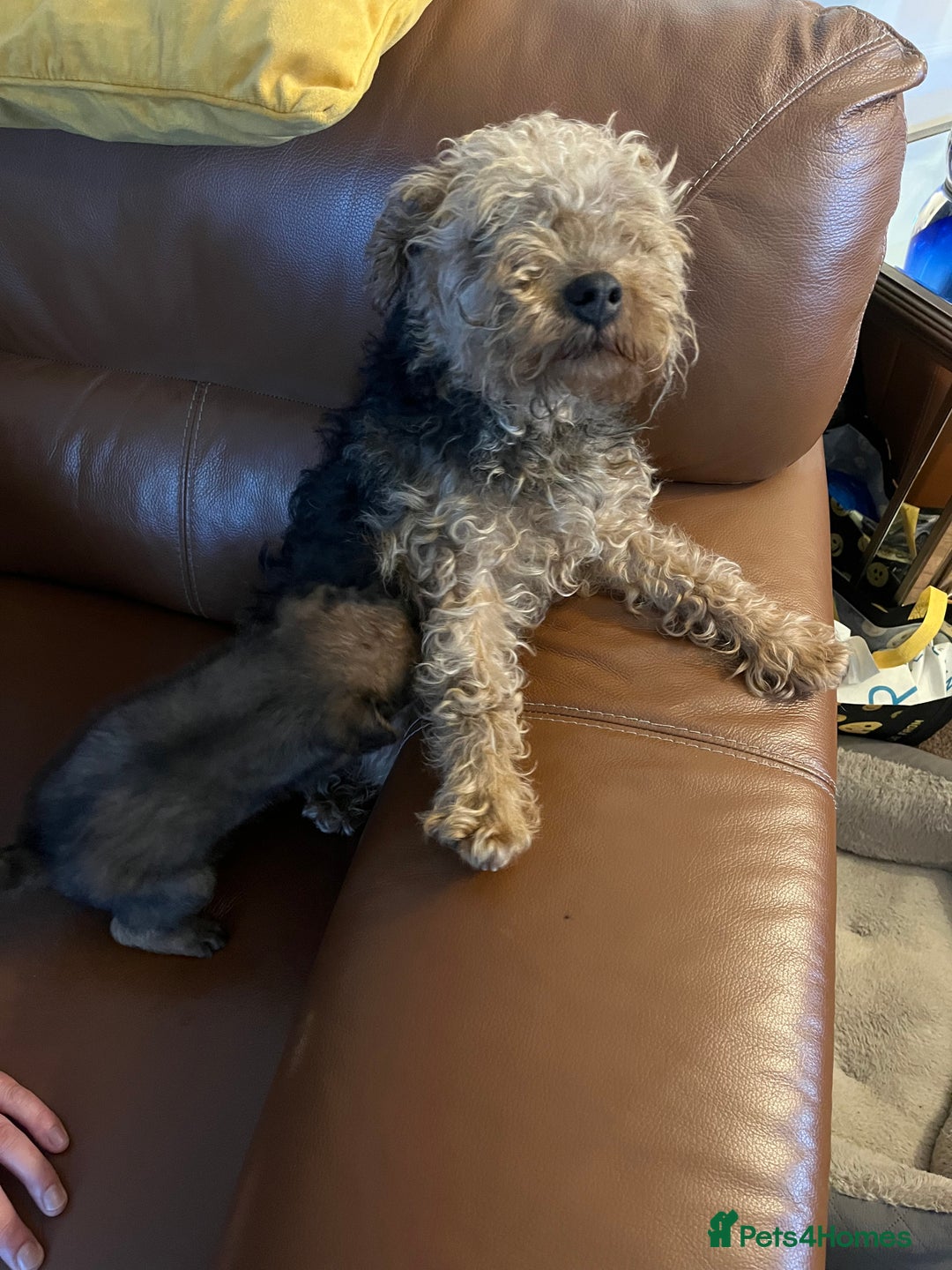 Lakeland Terrier dogs for sale: Boy lakeland terrier  - Image 4