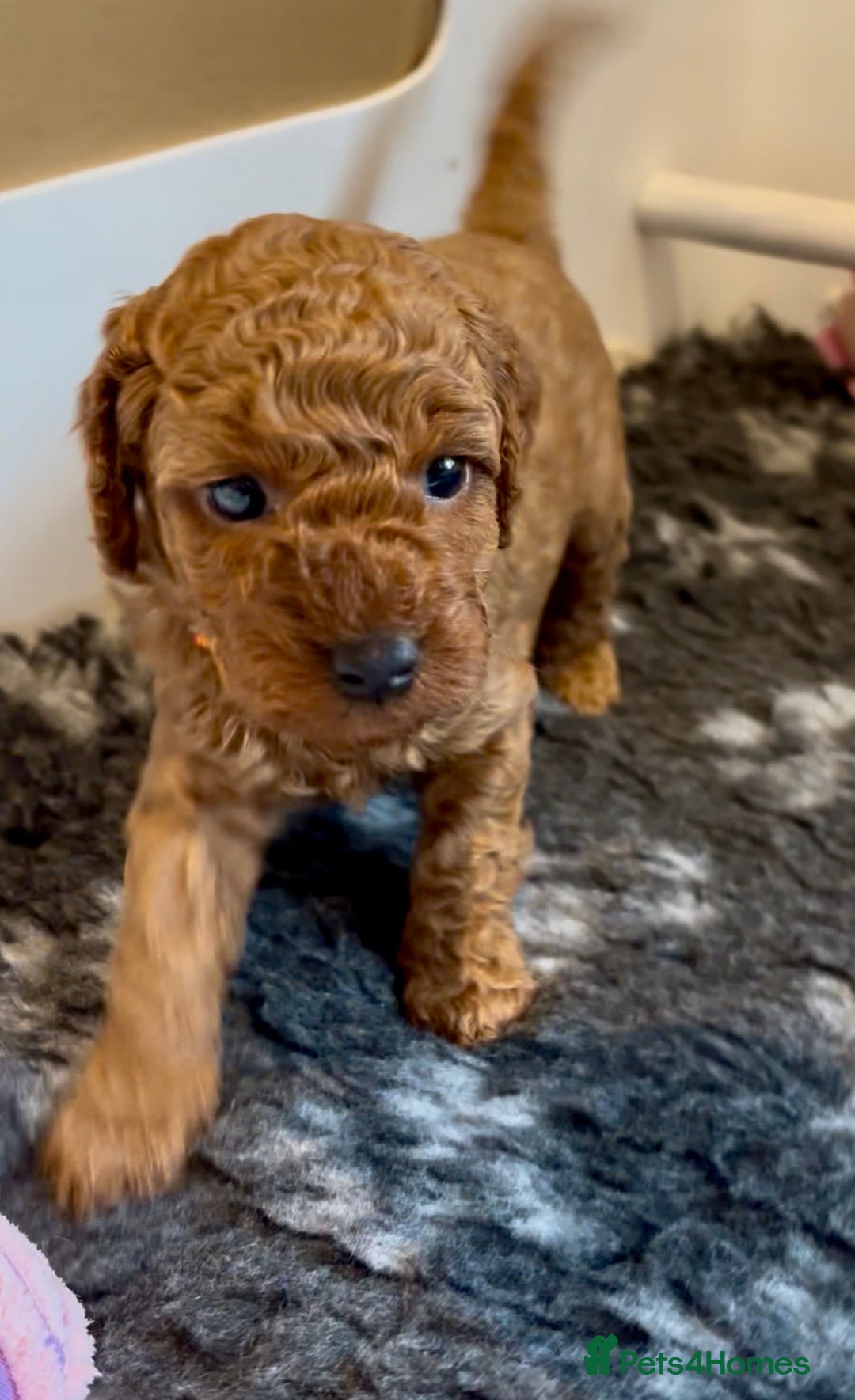 Cockapoo dogs for sale: Stunning Fox Red F1B Cockapoos only 1 girls left - Image 37