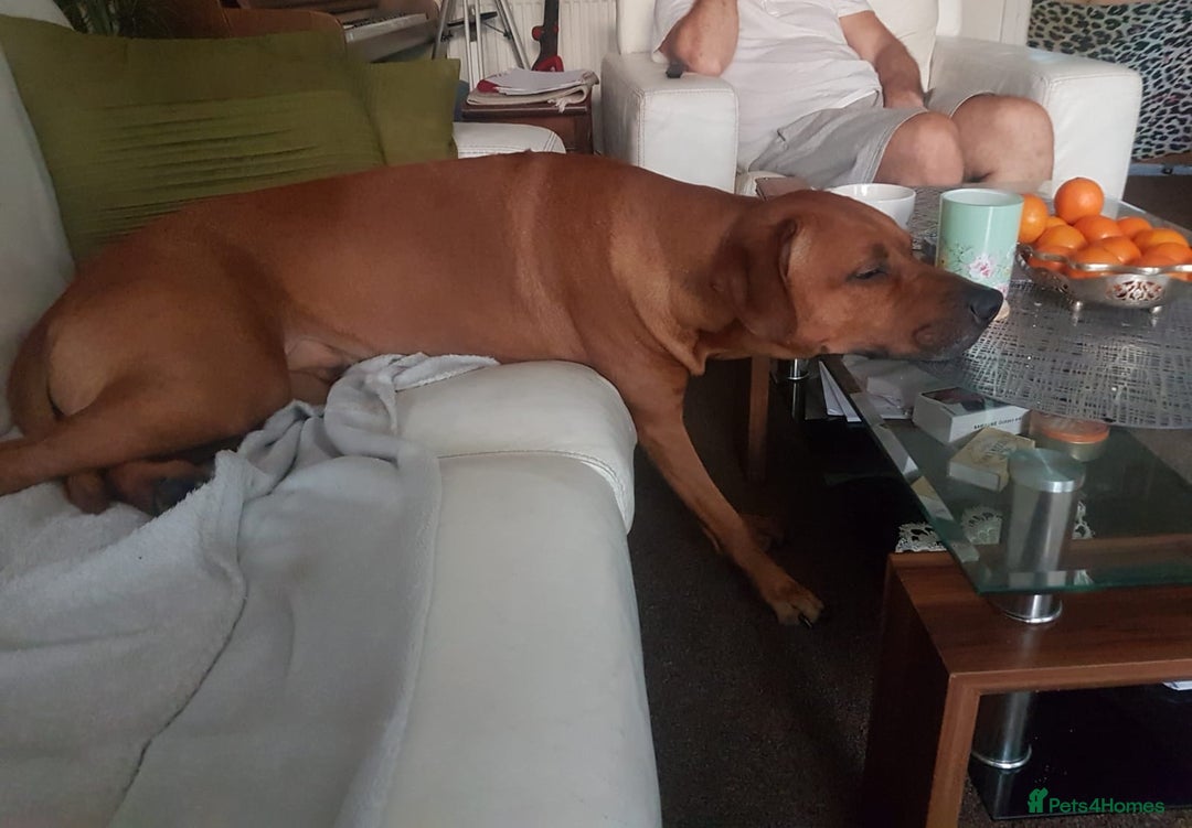 Rhodesian Ridgeback dogs for sale: 🦁KC RHODESIAN RIDGEBACKS PUPPIES🦁  - Image 20