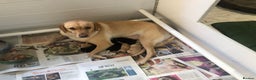 Labrador Retriever dogs for sale: Outstanding KC reg. yellow and black Labrador pups - Advert 1