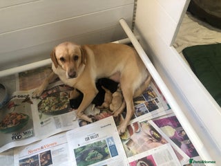 Labrador Retriever dogs Outstanding KC reg. yellow and black Labrador pups - Advert 1