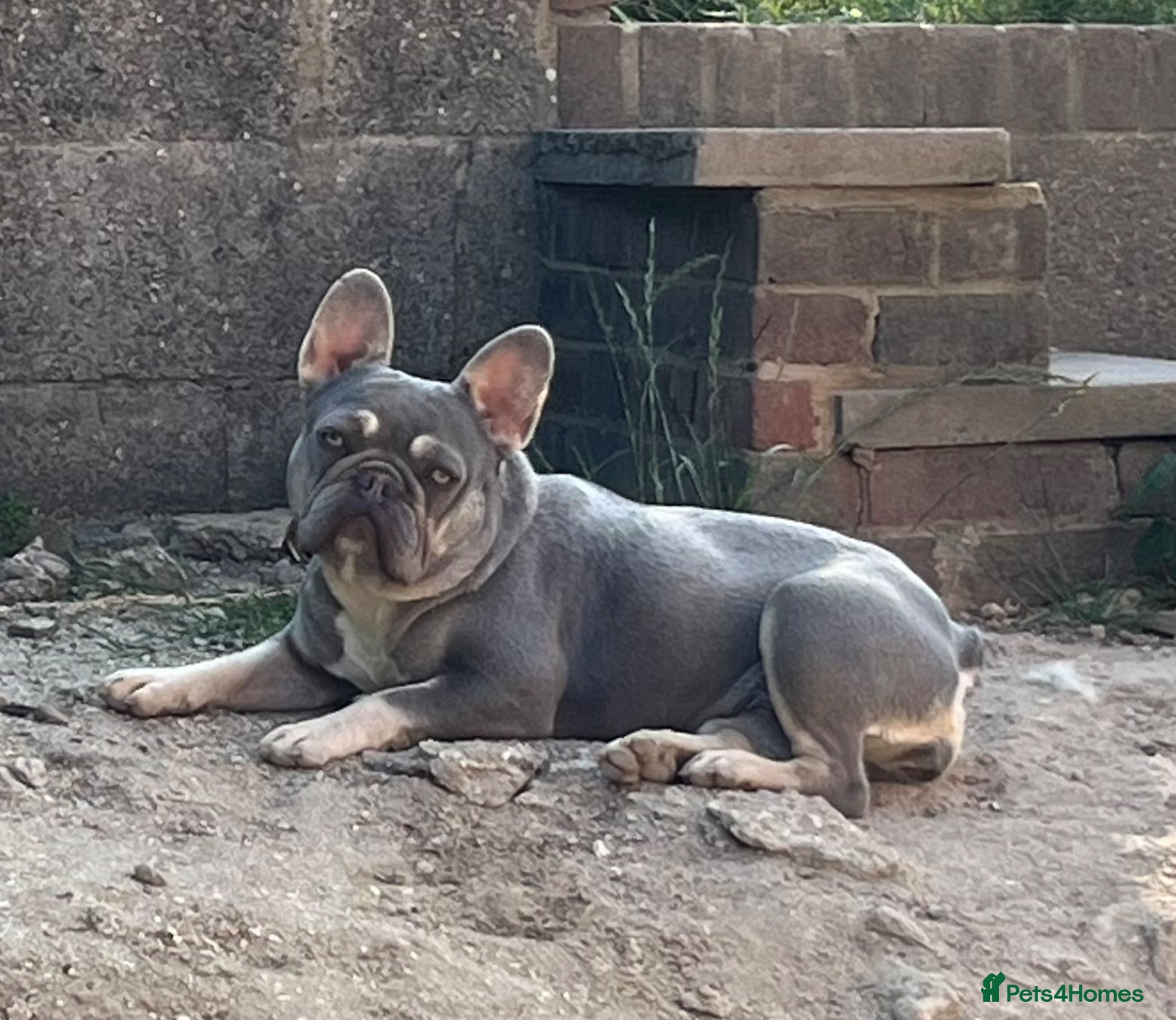 French Bulldog dogs 💙💙 2 quality beautiful blue boys 💙💙 - Advert 2