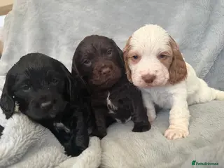 Cocker Spaniel dogs ONLY 3 LEFT! Exceptional Cocker Spaniel Puppies - Advert 3
