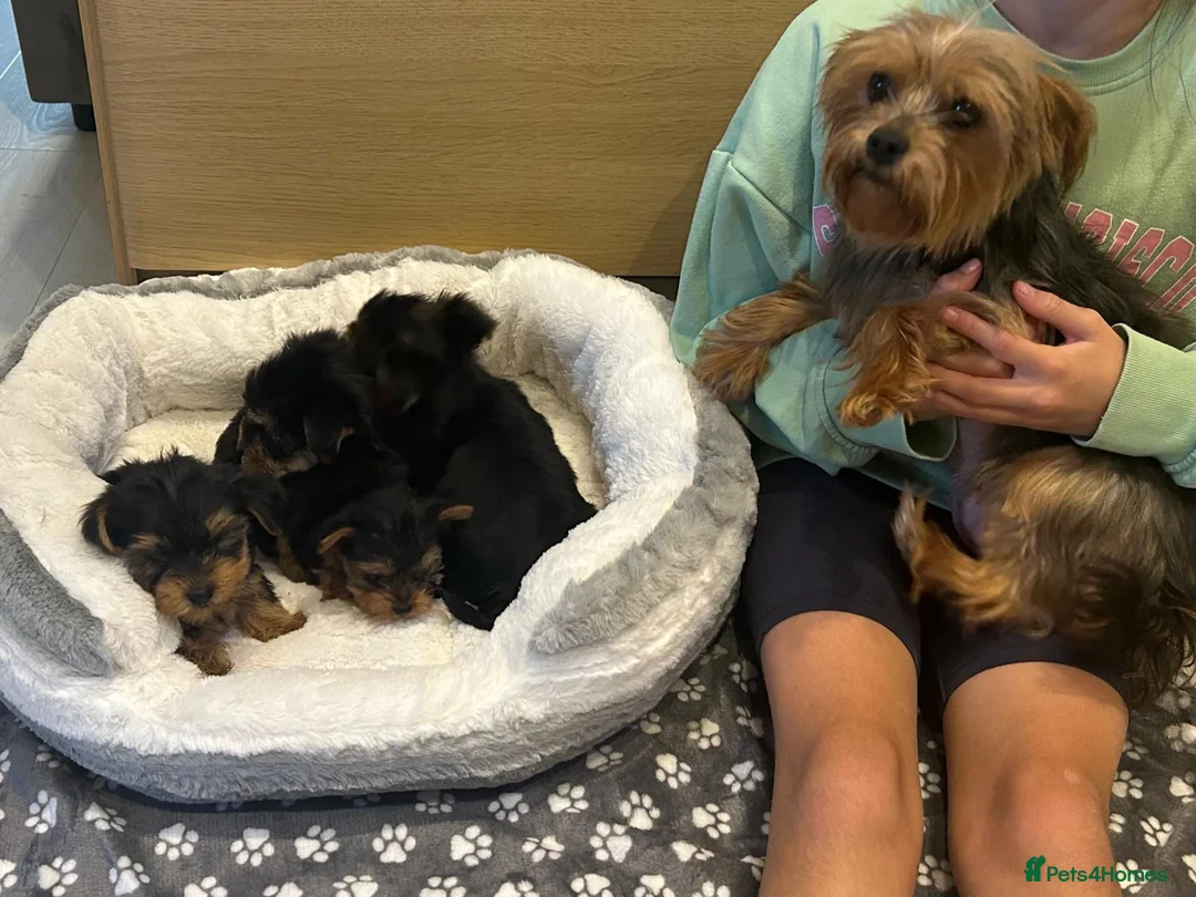 Yorkshire Terrier dogs for sale: Beautiful Yorkshire terriers pups  - Advert 2