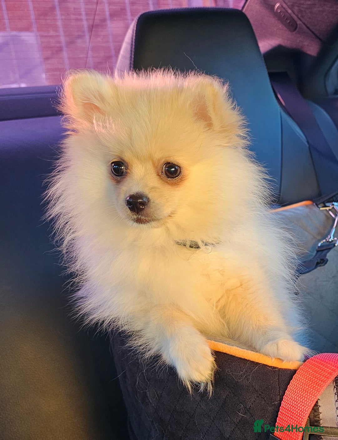 Pomeranian dogs for sale: 🐾 Beautiful Pomeranian Puppy Girl for Sale 🐾 - Advert 3