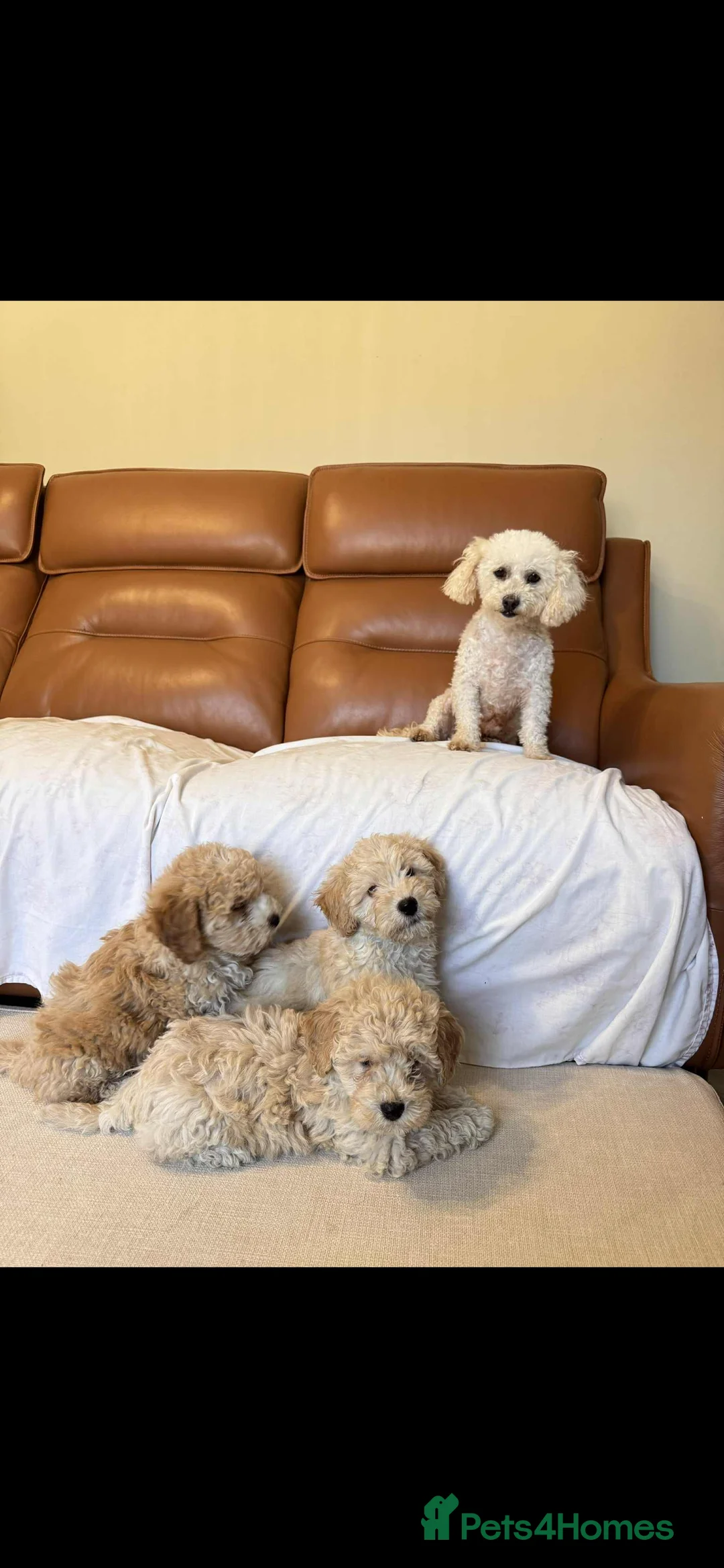 Poochon dogs for sale: Poochon puppies - Advert 6