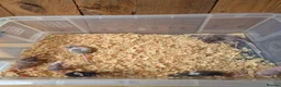 Mouse rodents for sale: Fancy pet mice for sale £8 each  in Manchester - Advert 10