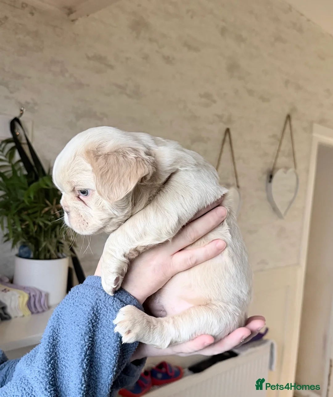 French Bulldog dogs for sale: 💥OUTSTANDING QUALITY FRENCHBULLDOG PUPS💥 - Advert 5