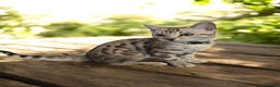 Bengal cats for sale:  Championship Bengal Kittens  - Advert 27