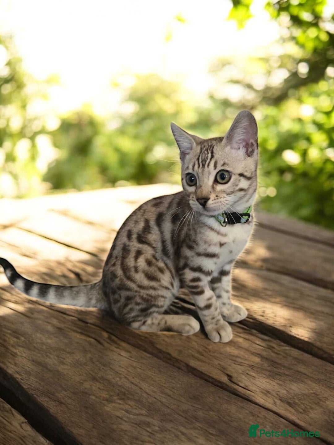 Bengal cats for sale:  Championship Bengal Kittens  - Advert 27