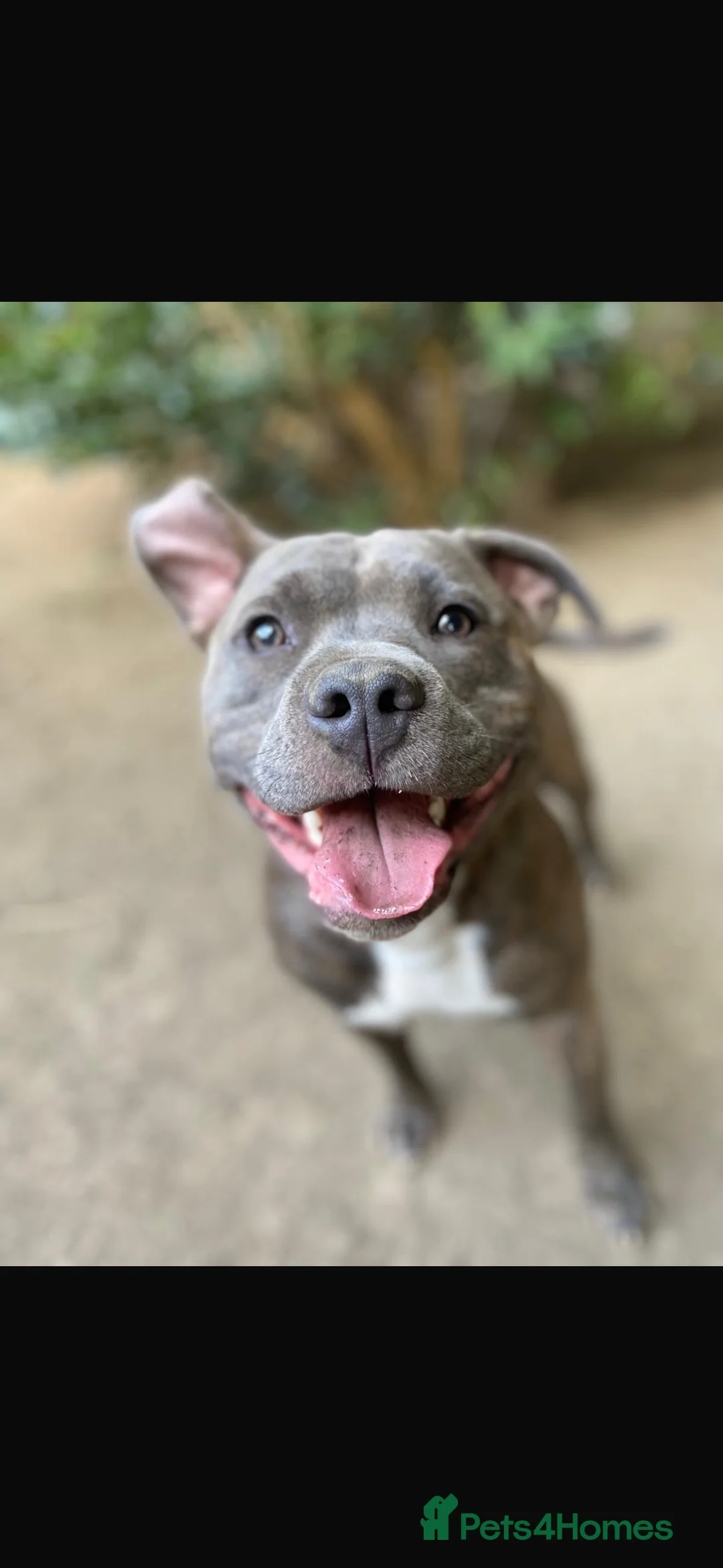 Mixed Breed dogs for sale: Amstaff x Staffy puppies - Advert 12