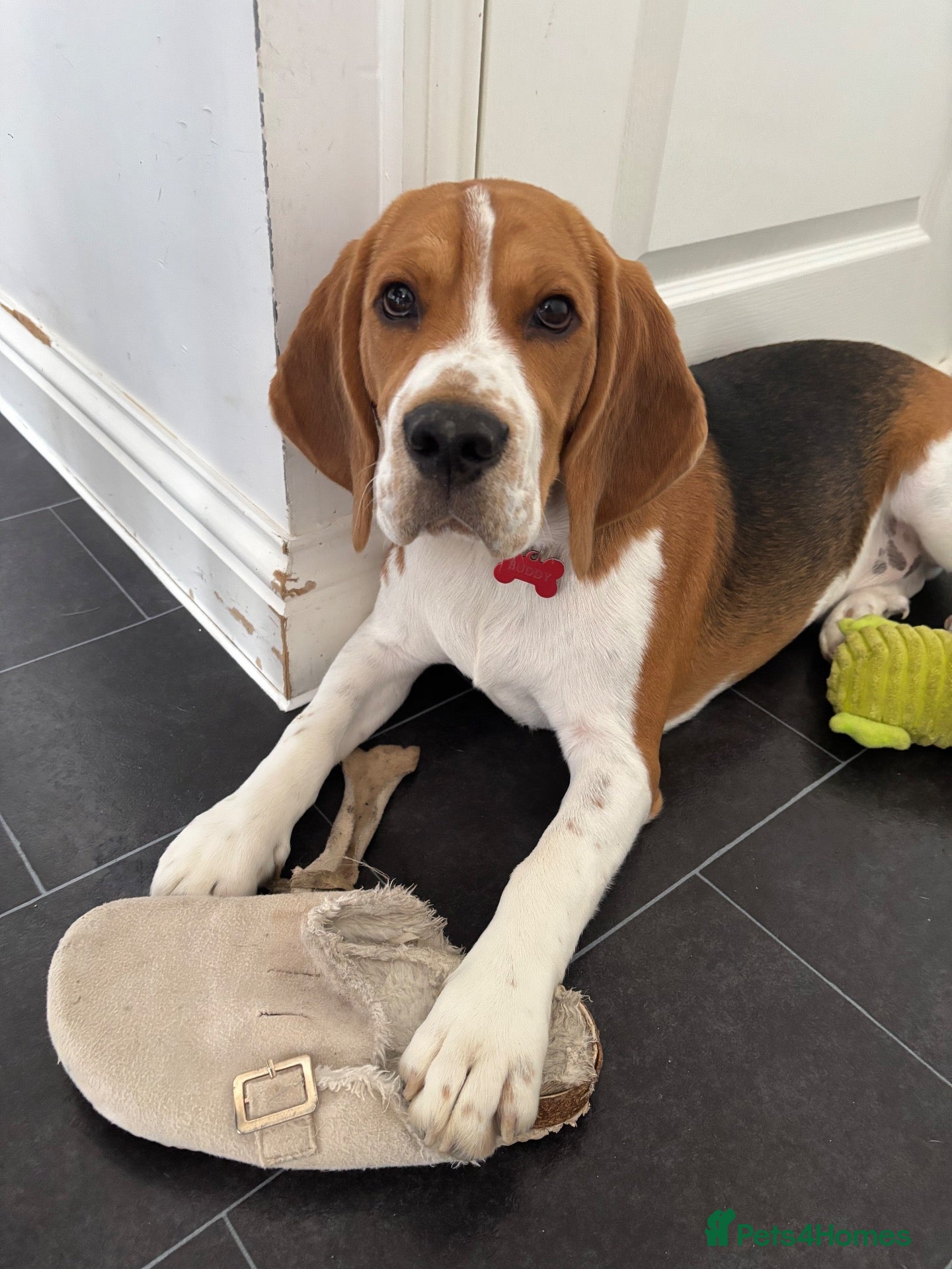 Beagle dogs Buddy the Beagle  - Advert 15