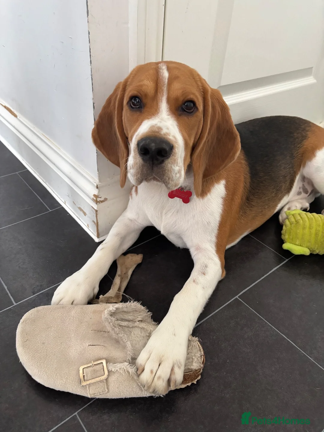 Beagle dogs for sale: Buddy the Beagle  in Bedford - Advert 1