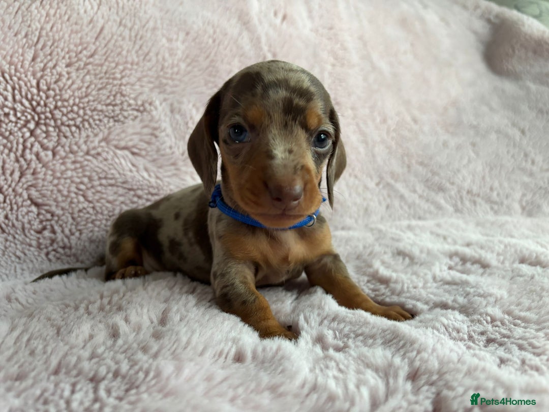 Miniature Dachshund dogs for sale: STUNNING MINIATURE DACHSHUND PUPPIES - Image 2
