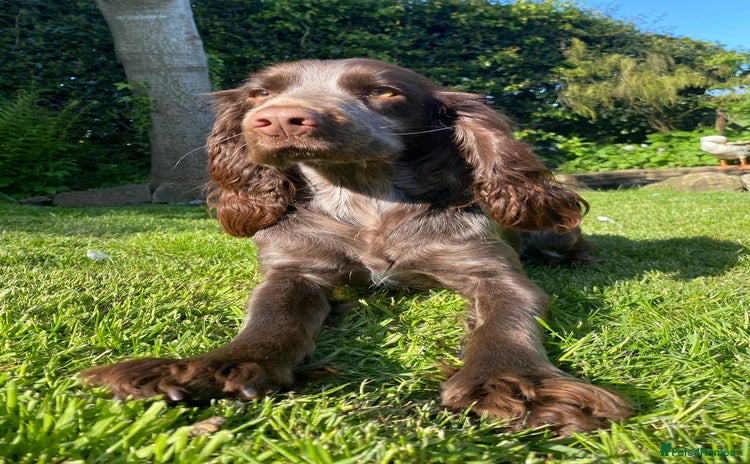 Cockapoo dogs - Advert 3