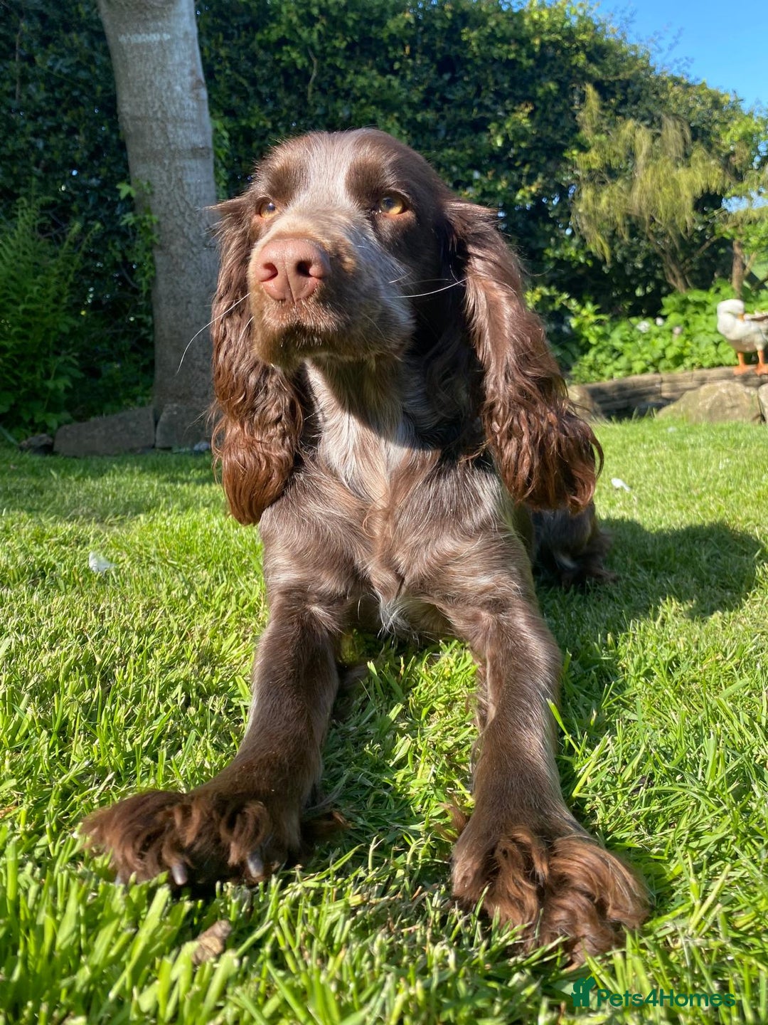 Cockapoo dogs for sale: Stunning F1 cockapoo pups - Image 1