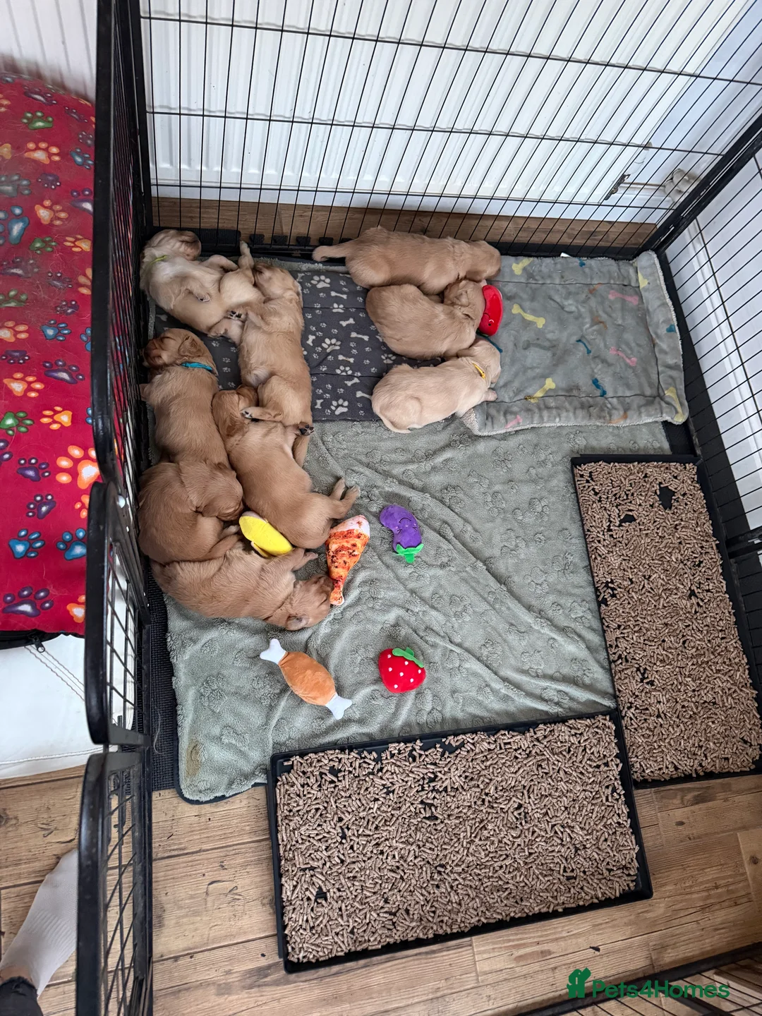 Golden Retriever dogs for sale: Beautifully Coloured Golden Retriever Puppies - Advert 11