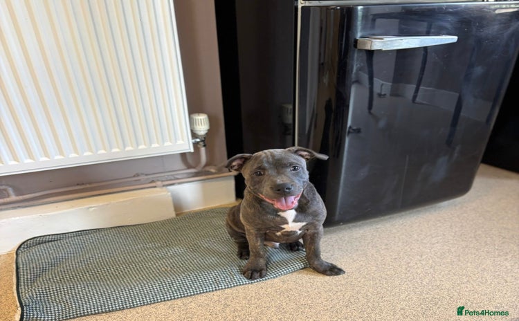 Staffordshire Bull Terrier dogs - Advert 10