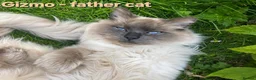 Ragdoll cats for sale: Ragdoll kittens (5 males/2 females) - Advert 3