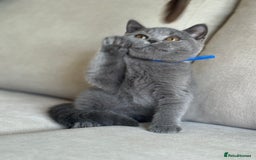 British Shorthair cats for sale: Beautiful kittens  - Image 25