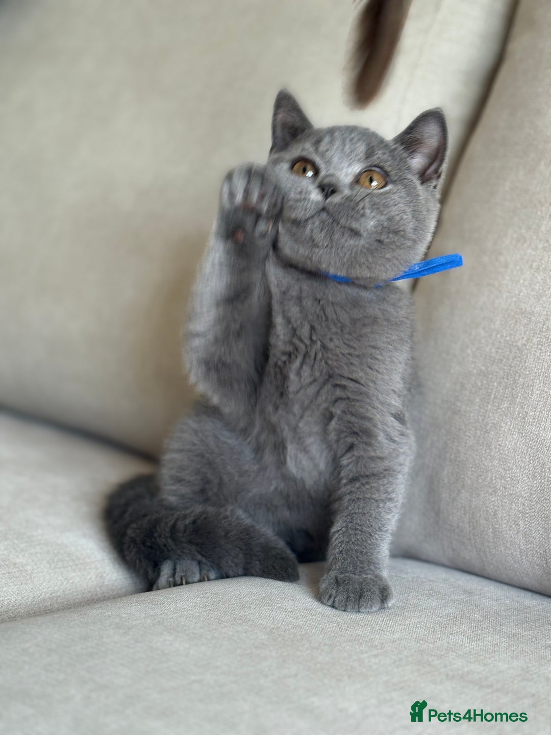 British Shorthair cats for sale: Beautiful kittens  - Image 25