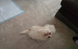 Bichon Frise dogs for sale: Bichon Frise Puppy Looking for a Loving Home - Image 5